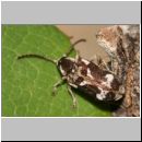 Hedobia imperialis - Nagekaefer 02 6mm.jpg